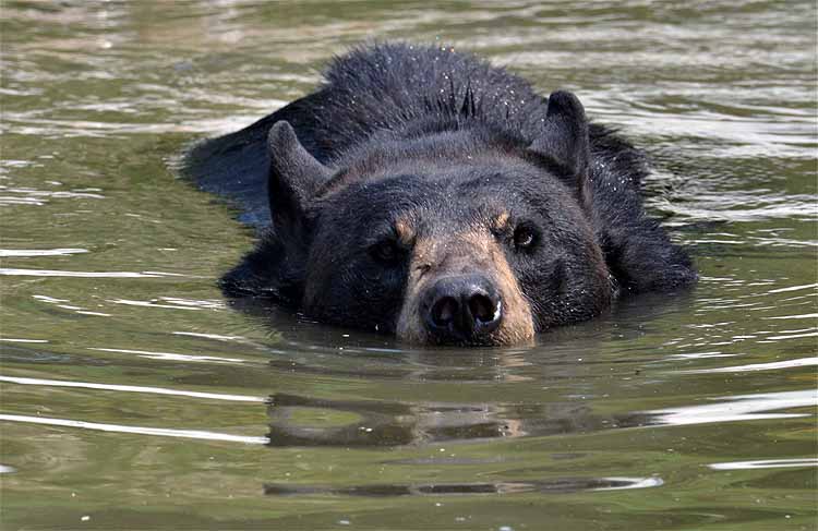 bear playing in pond